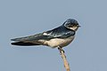 Pied-winged swallow