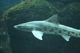 The dorsal color pattern of the leopard shark gives it its common name.