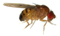 D. phalerata male