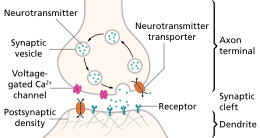 The pre- and post-synaptic axons are separated by a short distance known as the synaptic cleft. Neurotransmitter released by pre-synaptic axons diffuse through the synaptic cleft to bind to and open ion channels in post-synaptic axons.