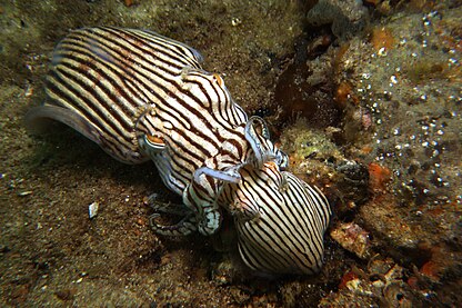 Striped Pyjama squid mating under Edithburgh jetty