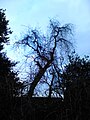 Meyer's elm, U. pumila 'Pendula', Ferry Road Path (Rosebank Road), Edinburgh, after loss of long lateral branch