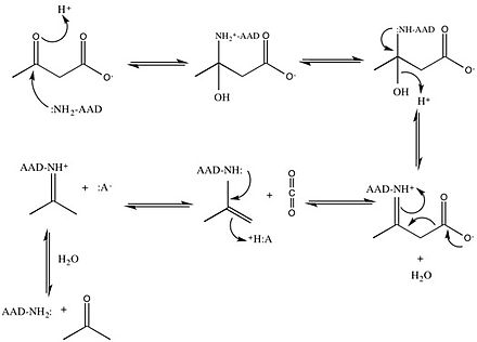 general mechanism showing production of acetone and carbon dioxide