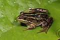 Image 28Albanian water frog