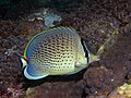 Peppered butterflyfish Chaetodon (Exornator) guttatissimus