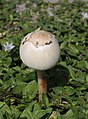 A young false parasol mushroom