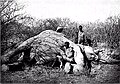 Prince D. Ghica with slain bull elephant and two African servants, Somalia 1895.