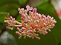 Blossoms of Medinilla speciosa