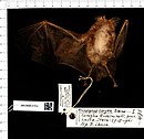 Skin of Decken's horseshoe bat