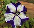 A cultivated form of petunia