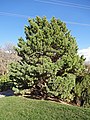 Image 18Globosa, a cultivar of Pinus sylvestris, a northern European species, in the North American Red Butte Garden (from Conifer)