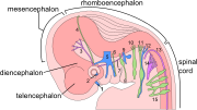 The embryo's nervous system at six weeks