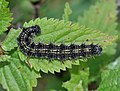 Caterpillar on a stinging nettle in Oberursel, Germany