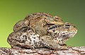 Image 13Common toads during amplexus