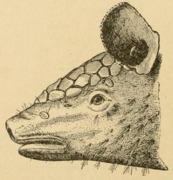 Drawing of armadillo head
