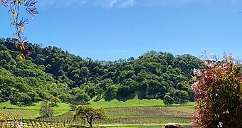 Santa Clara Valley AVA winery in Morgan Hill