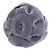 Coccolithophores have chalk plates called coccoliths, and produced the Cliffs of Dover.