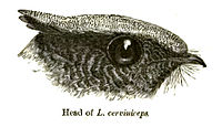 Head of L. m. cerviniceps