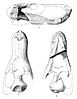 Illustration of the skull of Glanosuchus