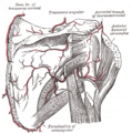 The scapular and circumflex arteries (posterior view)