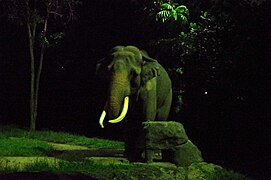 Bull Asian elephant, Chawang
