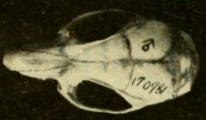 Skull of a T. talamancae male