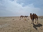 Three Bactrian camels in a desert