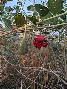 Capparis spinosa fruit in Behbahan