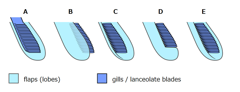 Various interpretations on the flap and gill structures of Opabinia regalis A: Whittington (1975),[2] B: Bergström (1986),[17] C: Budd (1996),[5] D: Zhang & Briggs (2007),[7] E: Budd & Daley (2011)[8]