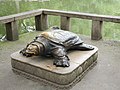 Asian Giant Soft shell Turtle Statue