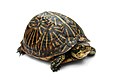 Image 12Common box turtle