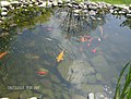 Fish in a water garden at Georgetown University