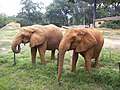 Former African elephants of the zoo.