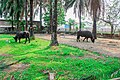 African buffaloes