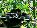 Mantled Howler Monkey breaking stick