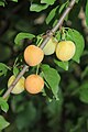 Ripened fruits of Prunus cerasifera on the branch