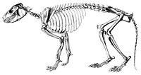 Skeleton of Protypotherium (Typotheria, Interatheriidae)