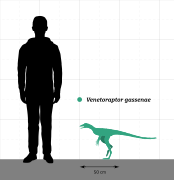 Venetoraptor