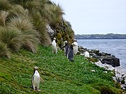 Yellow-eyed penguins on Enderby Island