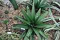 Gasteria excelsa has smooth spreading leaves with a darker colour and sharply serrated edges.