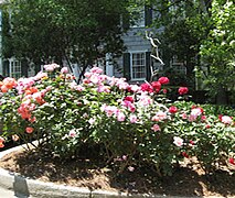 The Junior House Rose Garden