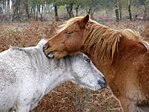 Mutual grooming in ponies
