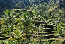 Rice terraces at Tegalalang, Gianyar