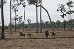 Water buffaloes at the Cát Tiên National Park in 2008