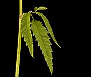 Leaves of Cicuta maculata