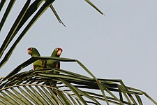 Pair in the wild on the Osa Peninsula, Costa Rica
