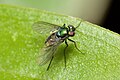 long legged fly (Dolichopodidae)
