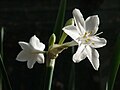 Flowers of Narcissus broussonetii