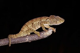 Oustalet's chameleon (Furcifer oustaleti) juvenile Montagne d’Ambre