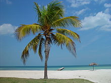 Photograph of coconut tree on Cuban beach